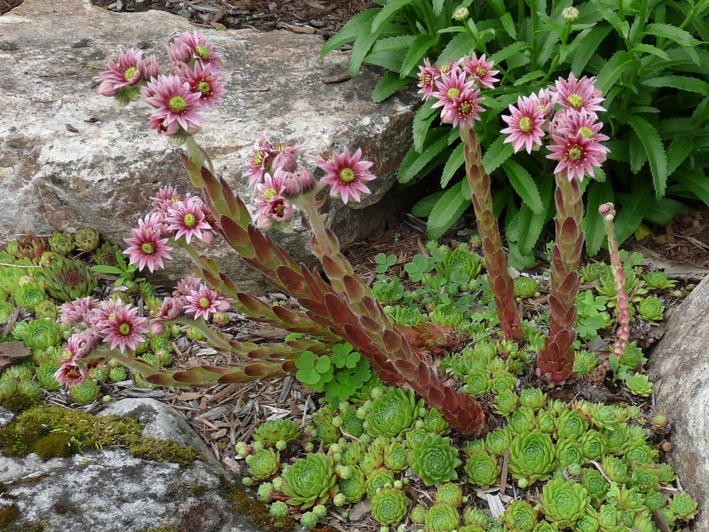 flowering hens and chicks